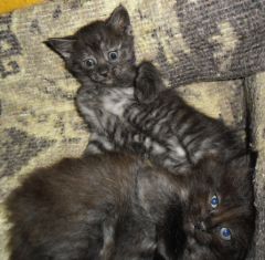 Chatons noirs et gris