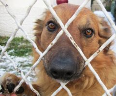 Chien, Bijou, attente pour nous sauter dessus