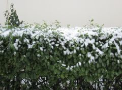 Buisson sous la neige à Tarbes